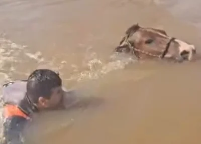 Vídeo mostra cavalo submerso tentando se salvar no Rio Grande do Sul