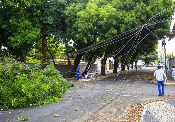 Árvore cai sobre fios e danifica rede elétrica no São Cristóvão