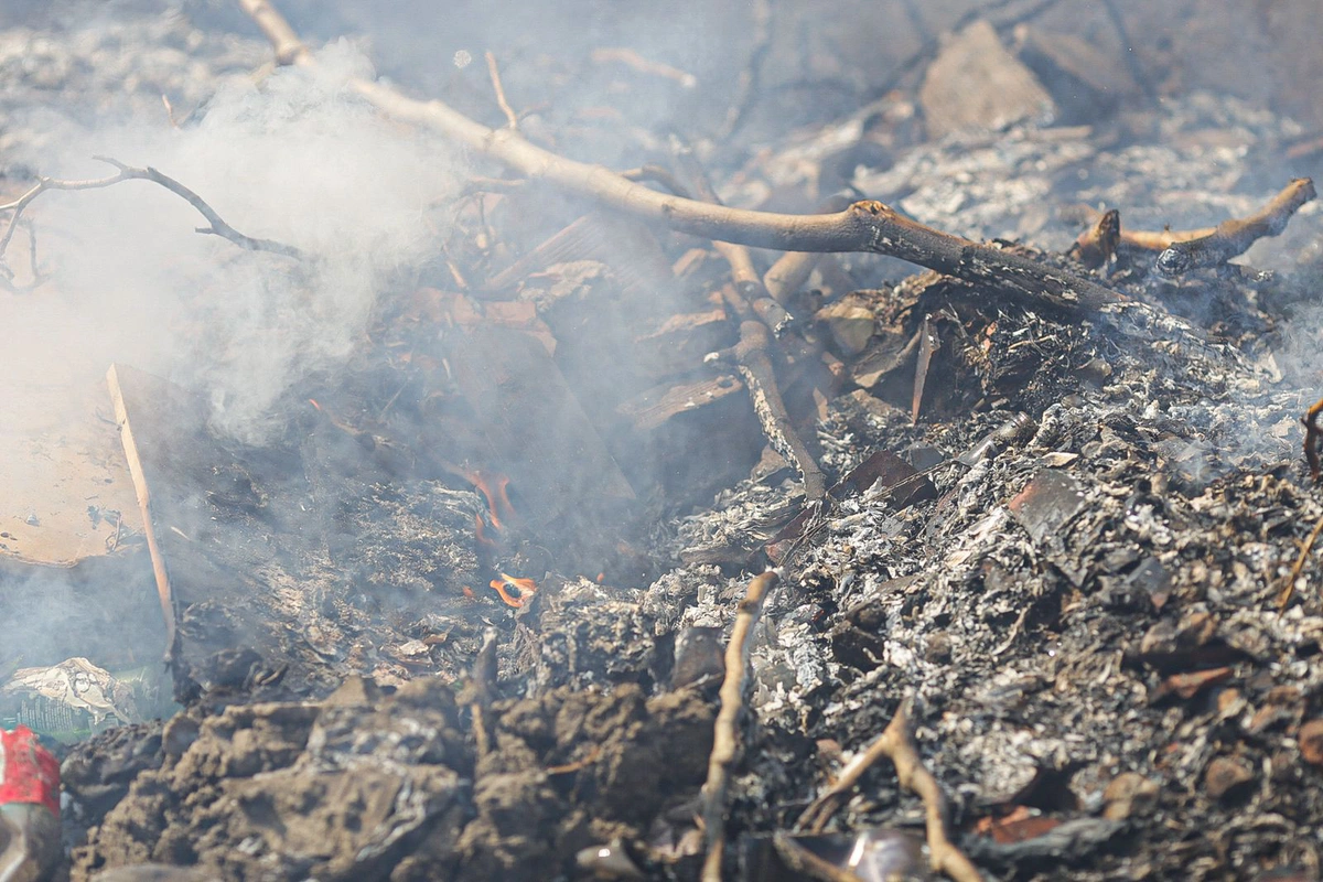 Podas de arvores queimadas na zona norte