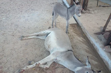 Animal foi agredido com pedaço de madeira