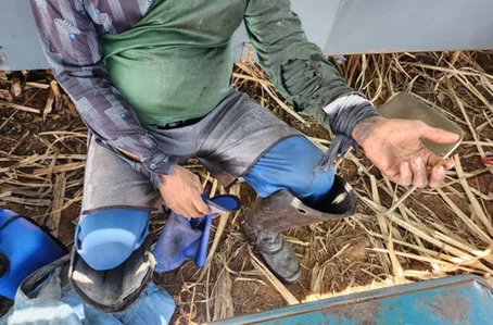 Vítimas trabalhavam no corte da cana-de-açúcar em usina no Goiás