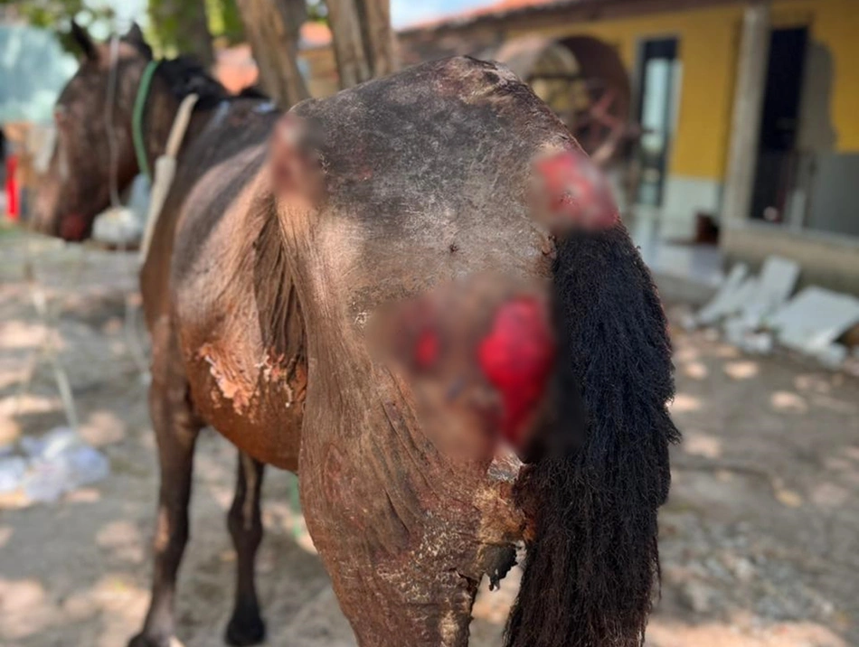 Crueldade: cavalo é queimado vivo em União; polícia investiga