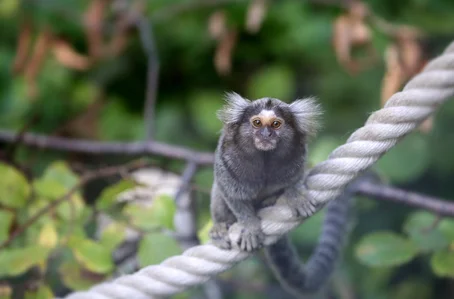 Sagui