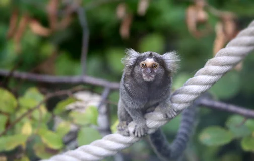 Sagui