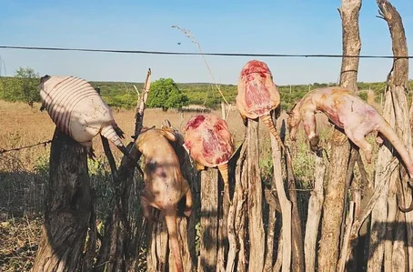 Animais oriundos de caça ilegal de animais silvestres no Sul do Piauí