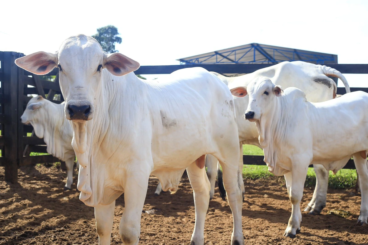 Campanha de vacinação contra a febre aftosa