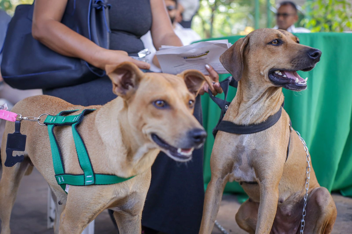 Animais participam do Piauí Pet Castramóvel