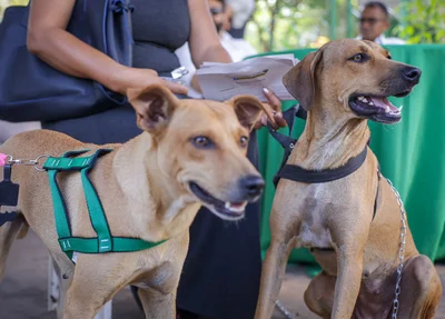 Animais participam do Piauí Pet Castramóvel