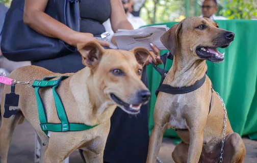 Animais participam do Piauí Pet Castramóvel