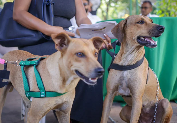 Animais participam do Piauí Pet Castramóvel