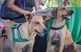 Animais participam do Piauí Pet Castramóvel