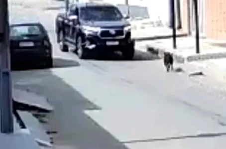 Cachorro é atropelado após morder braço de criança.