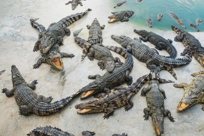 Crocodilos dos santuario Cocodrilario Acutus