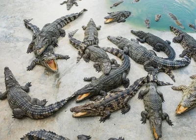 Crocodilos dos santuario Cocodrilario Acutus