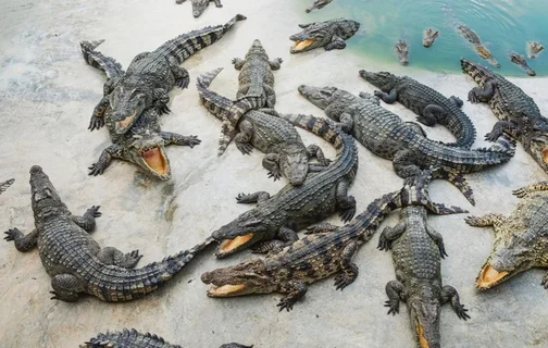 Crocodilos dos santuario Cocodrilario Acutus