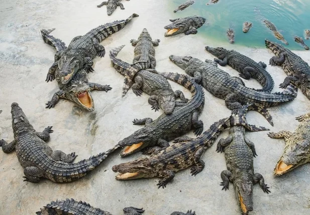 Crocodilos dos santuario Cocodrilario Acutus