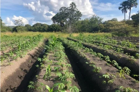 Feira da Agricultura Familiar retorna à Praça da Matriz nesta sexta (1)