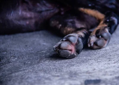 Homem é preso pelo crime de maus-tratos a animais de rua no Ceará.