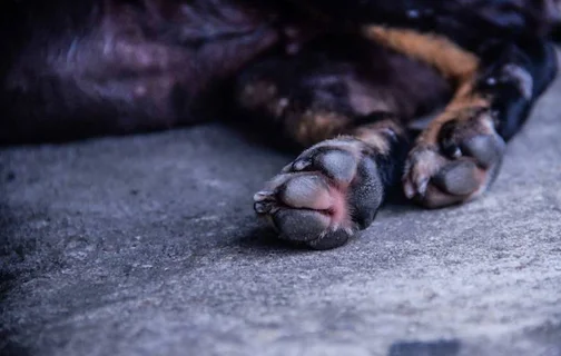 Homem é preso pelo crime de maus-tratos a animais de rua no Ceará.