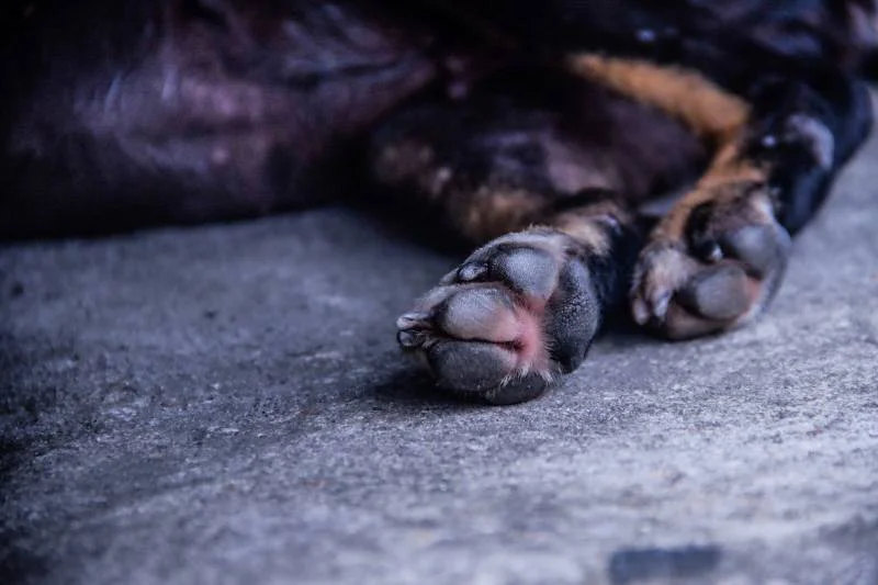 Homem é preso pelo crime de maus-tratos a animais de rua no Ceará.