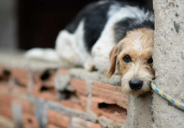 Homem é preso por maltratar animais no Ceará