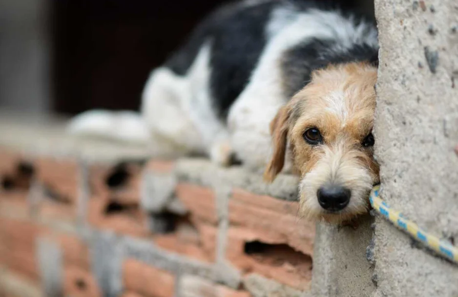 Homem é preso por maltratar animais no Ceará