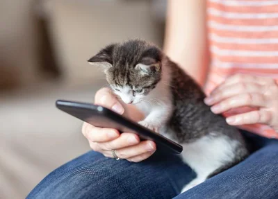 Inteligência artificial promete “traduzir” os miados dos gatos