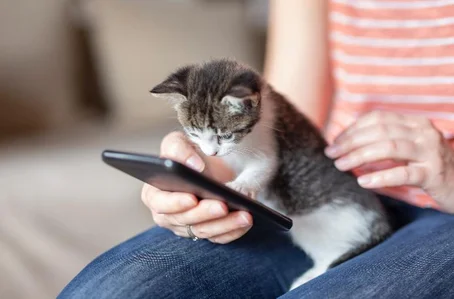 Inteligência artificial promete “traduzir” os miados dos gatos