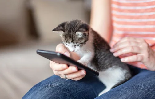 Inteligência artificial promete “traduzir” os miados dos gatos