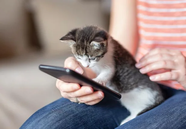 Inteligência artificial promete “traduzir” os miados dos gatos