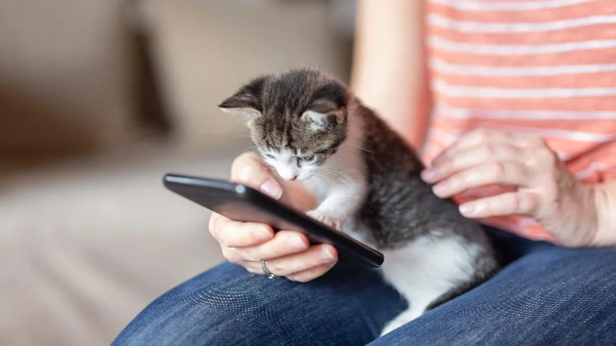 Inteligência artificial promete “traduzir” os miados dos gatos