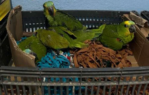 Polícia Civil resgata 177 aves silvestres ameaçadas de extinção no Ceará