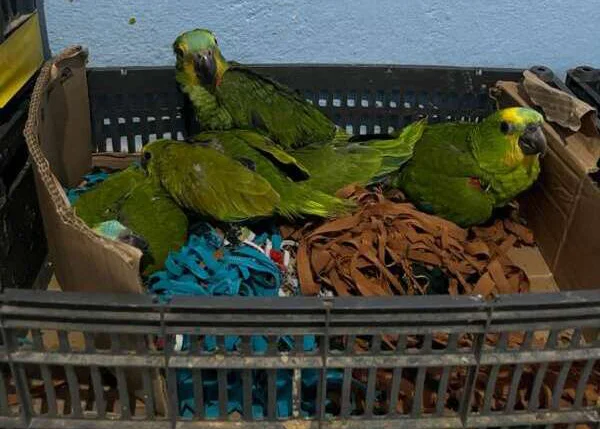 Polícia Civil resgata 177 aves silvestres ameaçadas de extinção no Ceará