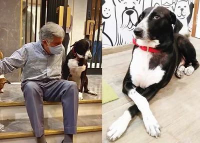 Ratan Tata e seu cachorro de estimação