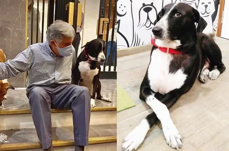 Ratan Tata e seu cachorro de estimação