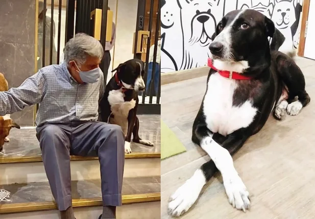 Ratan Tata e seu cachorro de estimação