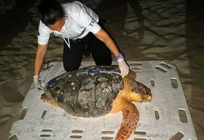 Tartaruga-cabeçuda é encontrada na praia de Barra Grande