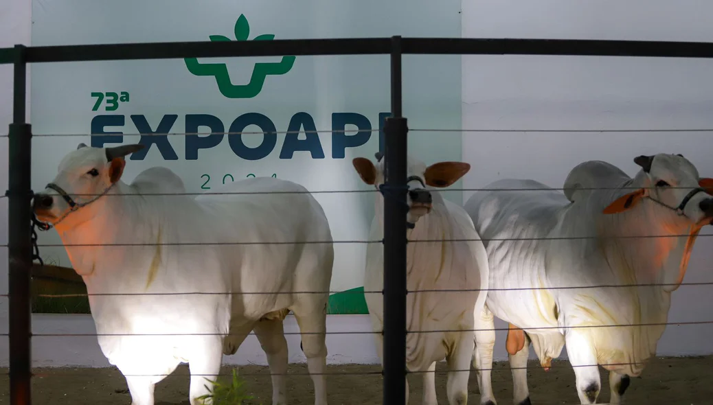 A Expoapi 2024 começa no dia 2 de dezembro