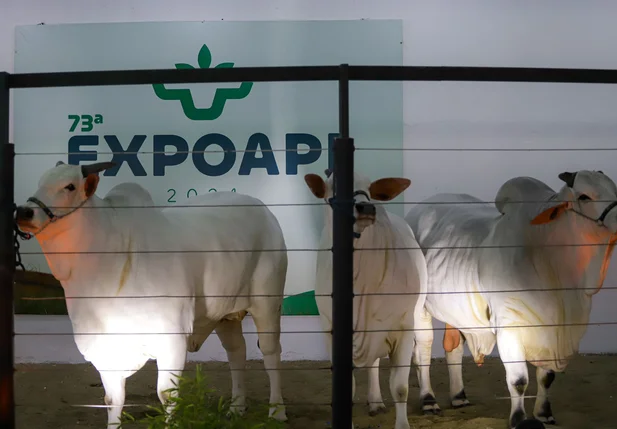 A Expoapi 2024 começa no dia 2 de dezembro