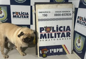 Pug é sequestrado em Cuiabá (MT)