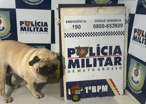 Pug é sequestrado em Cuiabá (MT)