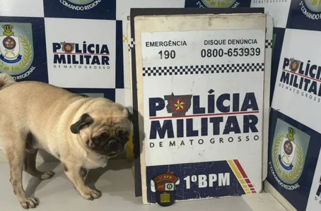 Pug é sequestrado em Cuiabá (MT)