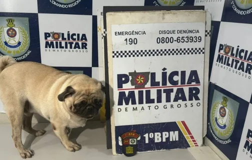 Pug é sequestrado em Cuiabá (MT)