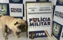 Pug é sequestrado em Cuiabá (MT)