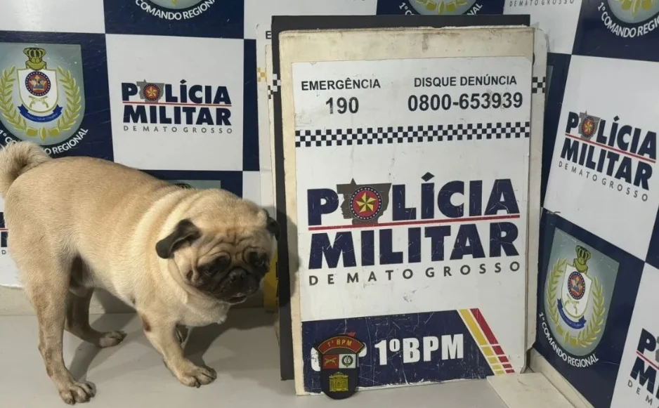 Pug é sequestrado em Cuiabá (MT)