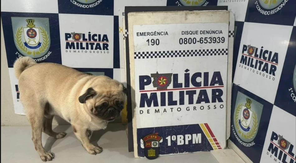 Pug é sequestrado em Cuiabá (MT)