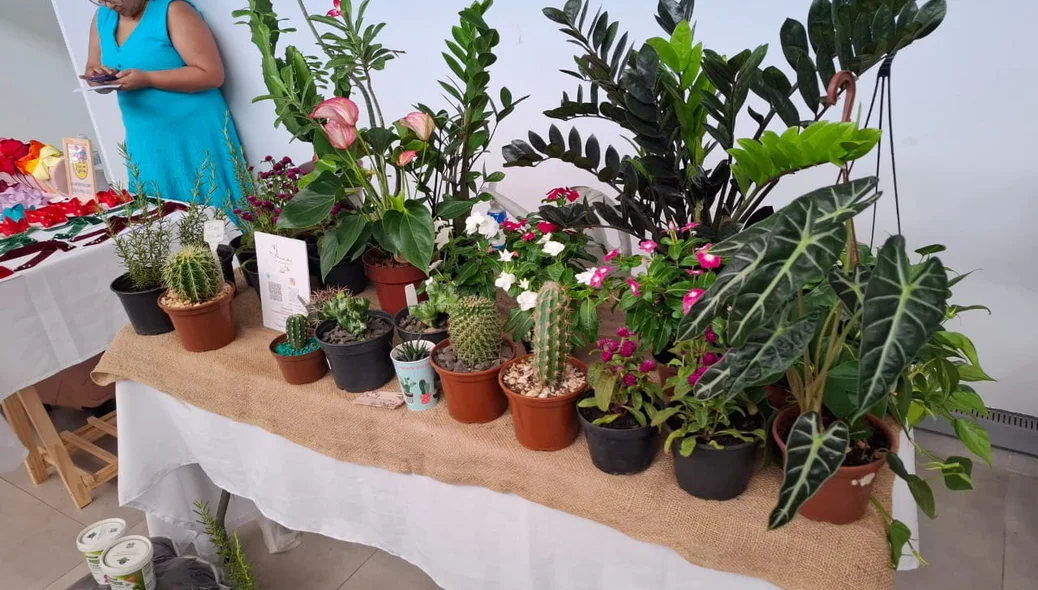 Stand de venda de plantas na Oxente Feirinha, instalada na Câmara Municipal de Teresina até a sexta-feira (08)