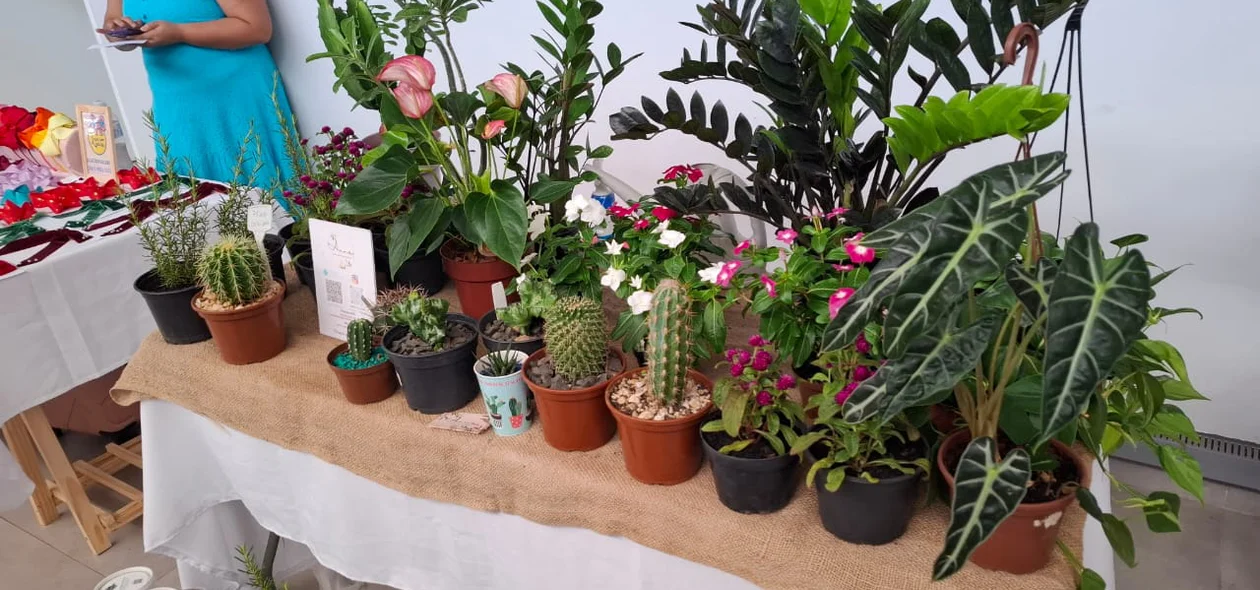 Stand de venda de plantas na Oxente Feirinha, instalada na Câmara Municipal de Teresina até a sexta-feira (08)