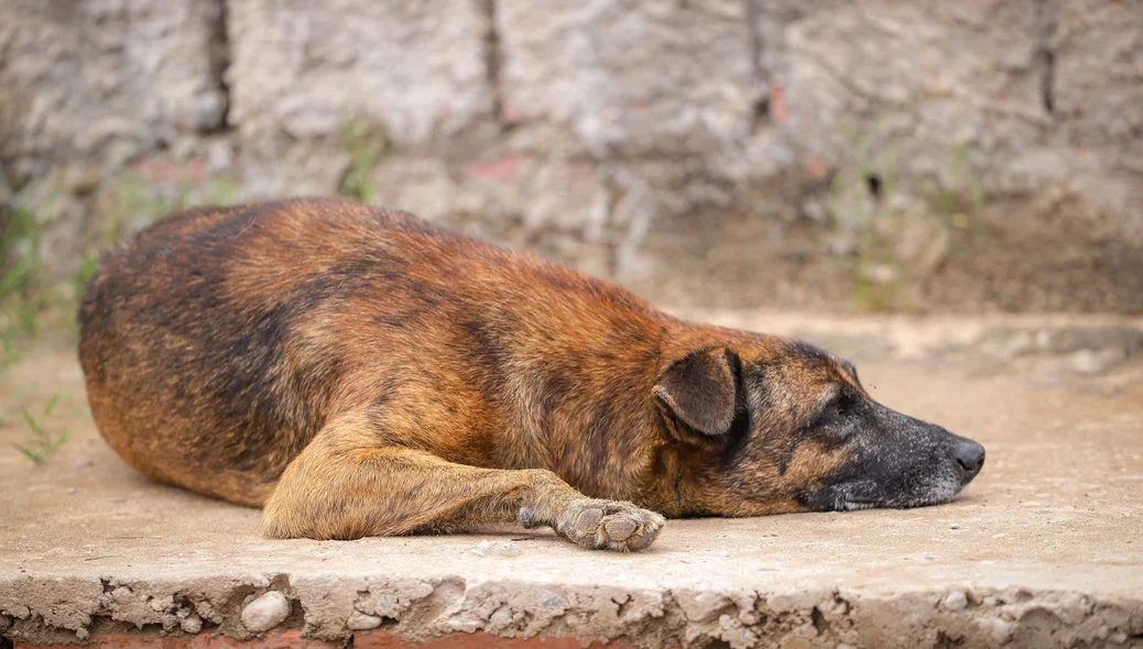 Abandono de cães durante o Natal e Ano Novo preocupa protetores