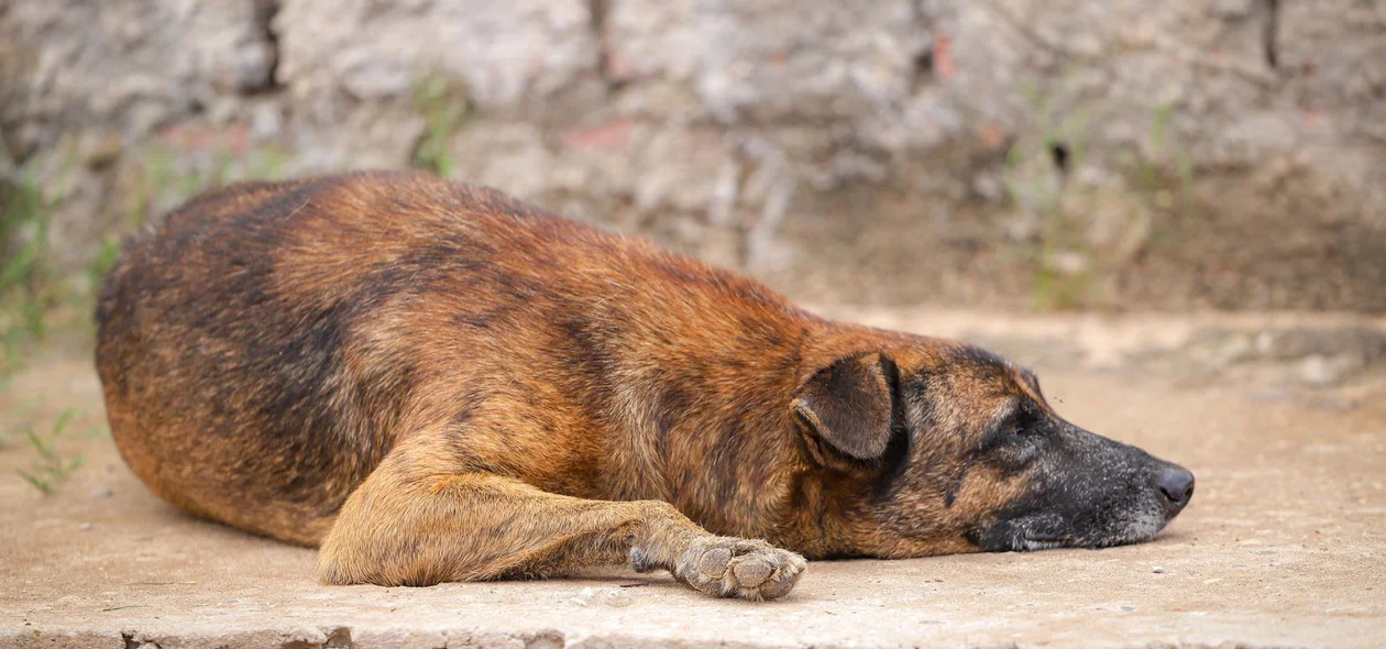 Abandono de cães durante o Natal e Ano Novo preocupa protetores